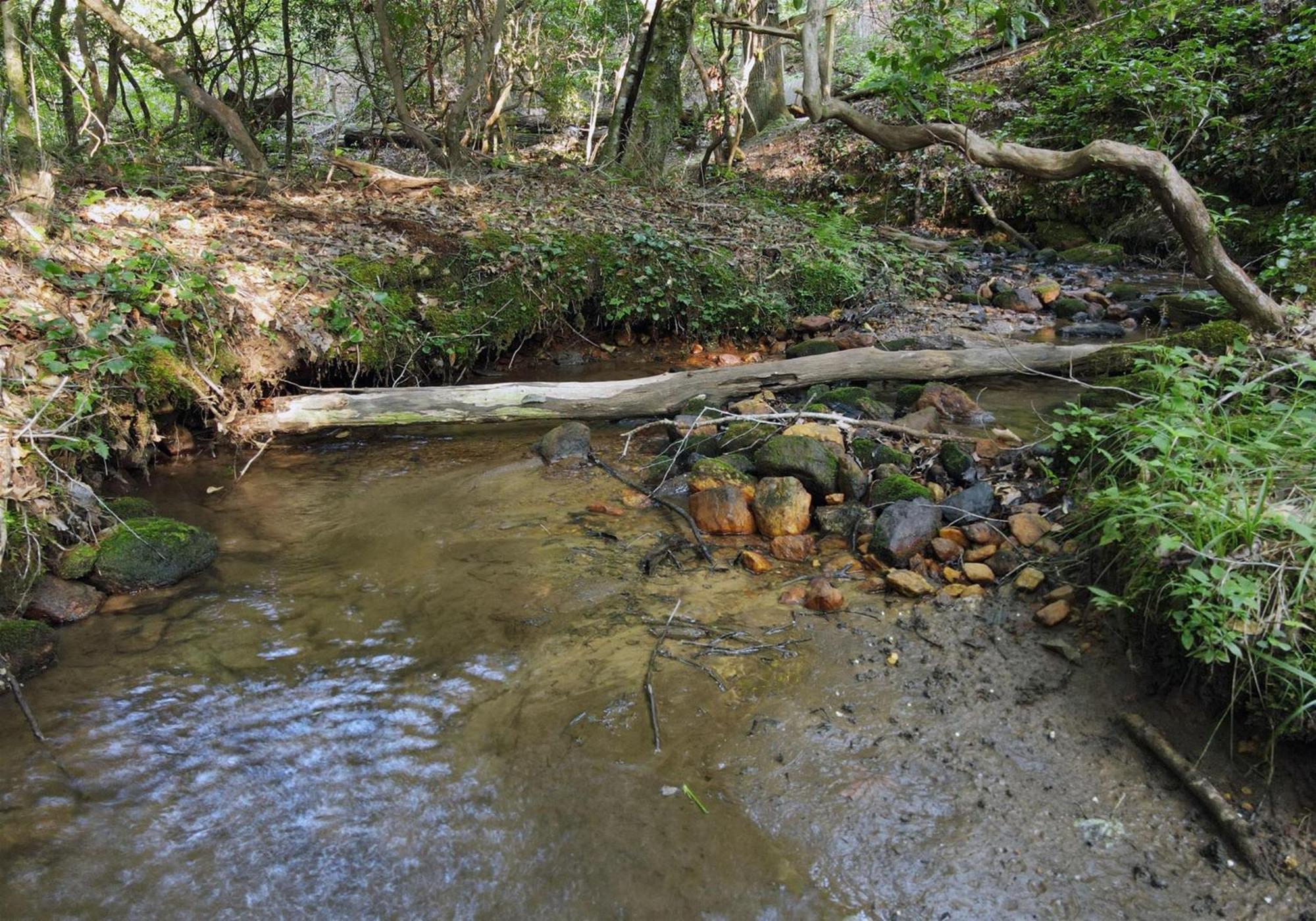 Laurel Creek- Blue Ridge Villa Dış mekan fotoğraf